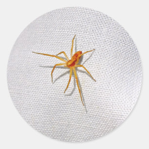 Sticker Rond Belle araignée orange