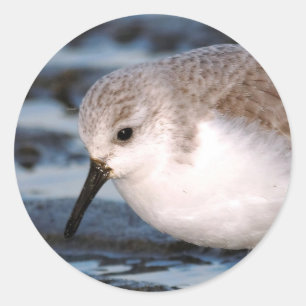 Sticker Rond Belle Bécasseau De Sanderling Marche Les Rives D'H