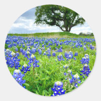 Belle Bluebonnets Texas Photographie