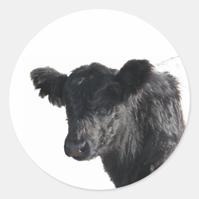 Sticker Rond Belle ceinture de galloway Steer (Devant)
