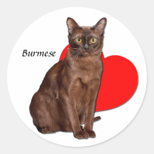 Sticker Rond Belle Chat Birman Doré Moggy Heart Love