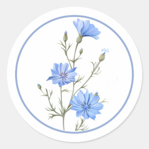 Sticker Rond Belle Chicorée Fleur Herbe Bleue Pervenche