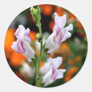 Sticker Rond Belle conception de fleur de muflier