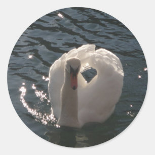 Sticker Rond Belle cygne blanc