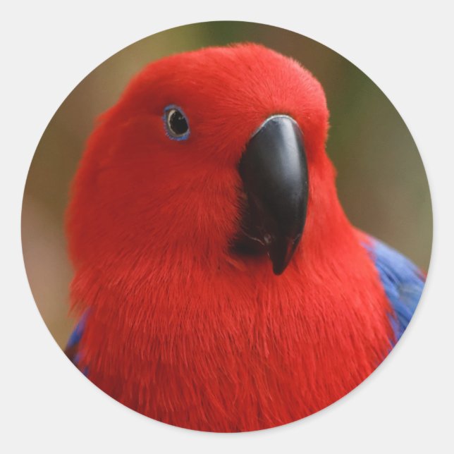 Sticker Rond Belle "Dame en rouge" Eclectus Parrot (Devant)