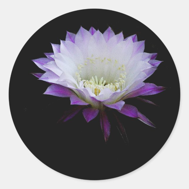 Sticker Rond Belle du ballon fleur de nuit (Devant)