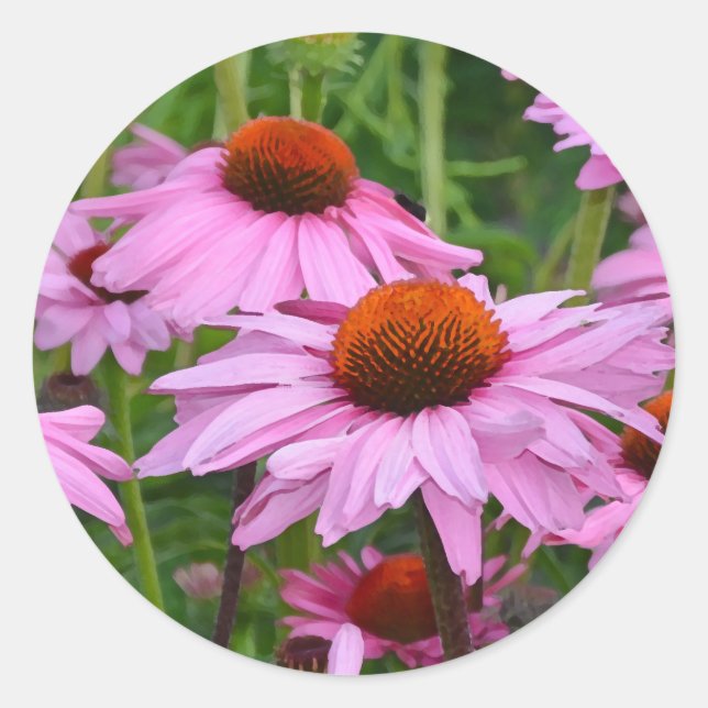 Sticker Rond Belle échinacée rose imprimé floral (Devant)