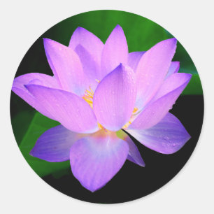 Sticker Rond Belle fleur de lotus pourpre dans l'eau