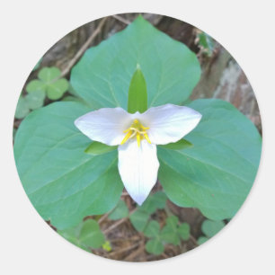 Sticker Rond Belle Fleur de Trillium Blanc dans la forêt