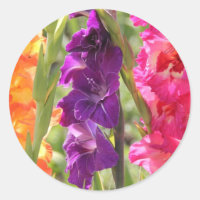 Belle floraison de gladiolus