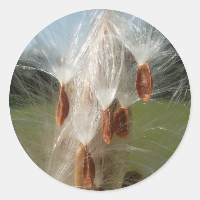 Sticker Rond Belle Magie Milkweed : Une conception de vol Skywa (Devant)