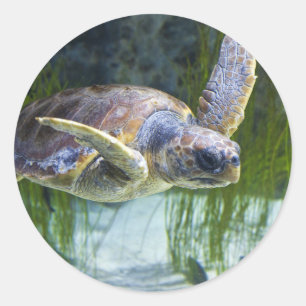 Sticker Rond Belle natation de tortue marine