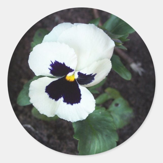 Sticker Rond Belle Pansy Blanche (Devant)
