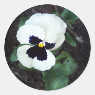 Sticker Rond Belle Pansy Blanche