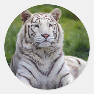 Sticker Rond Belle photo de tigre blanc
