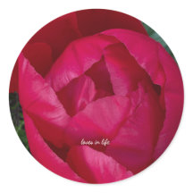 Belle Pivoine Rouge en Fleur