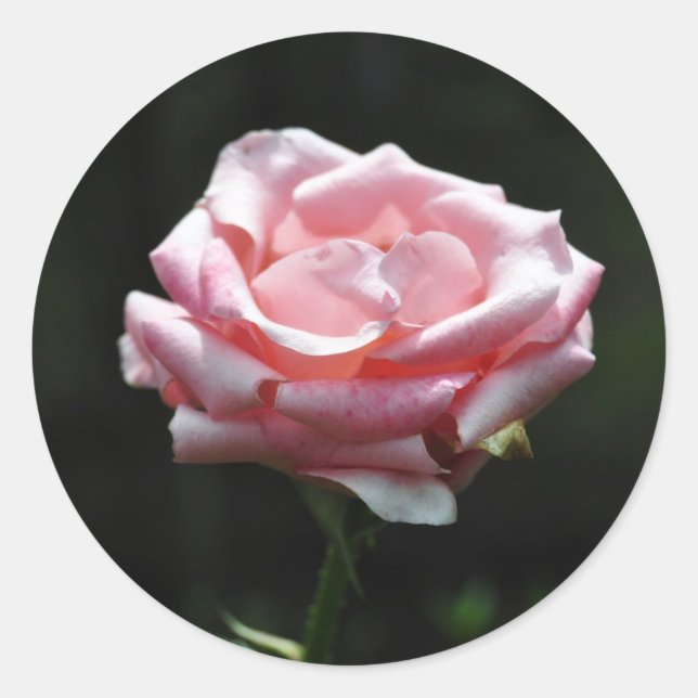 Sticker Rond Belle Rose rose Gros plan (Devant)