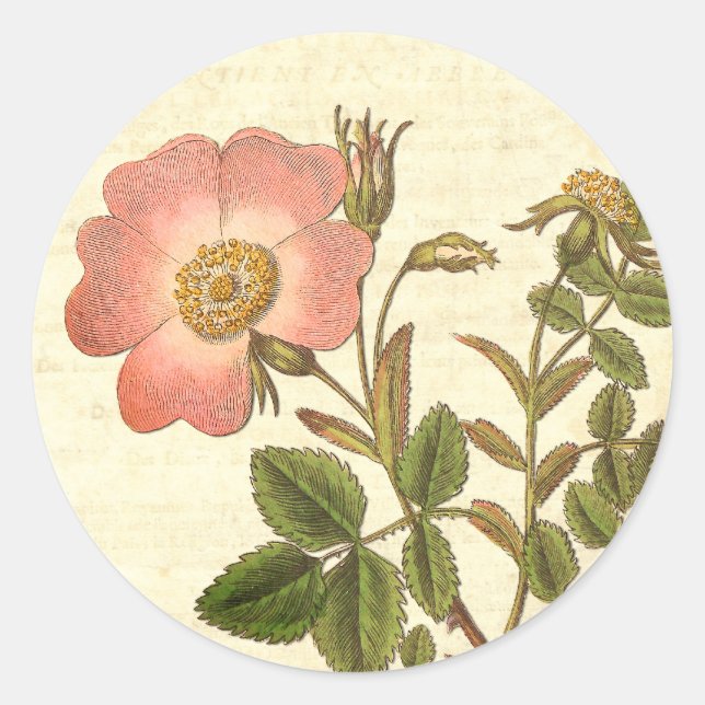 Sticker Rond Belle rose rose Vintage antique Botanique (Devant)
