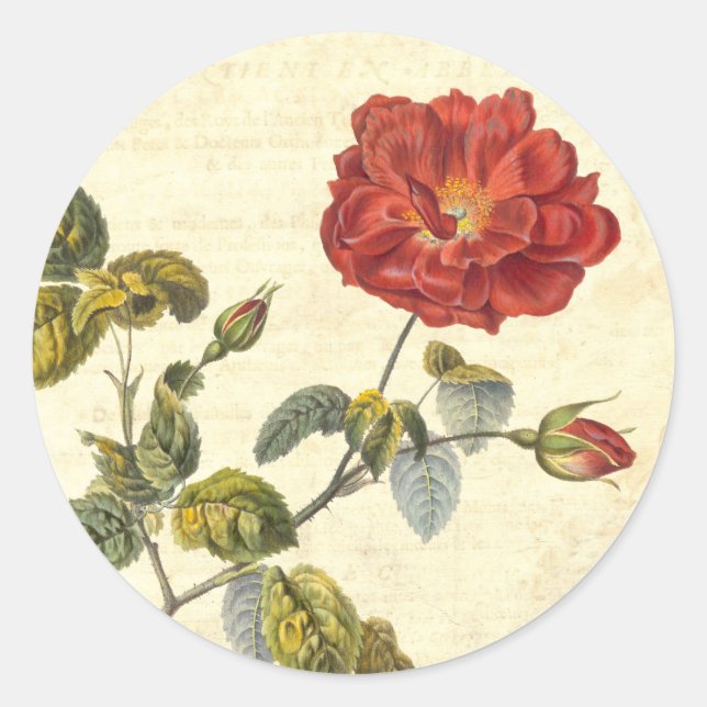 Sticker Rond Belle rose rouge Vintage antique Botanique (Devant)