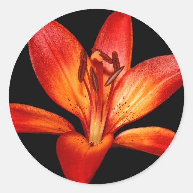 Sticker Rond Belle Rouge Orange Asiatique Lily Gran Paradiso (Devant)