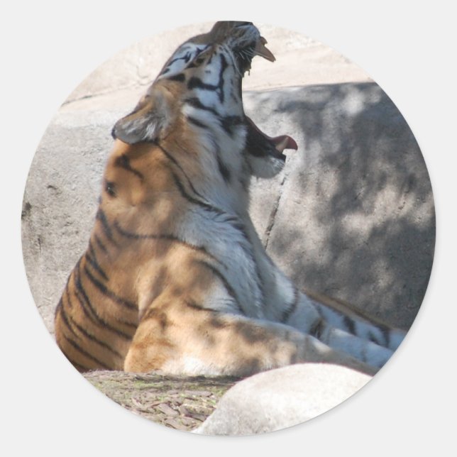 Sticker Rond Bengale Tiger Love (Devant)