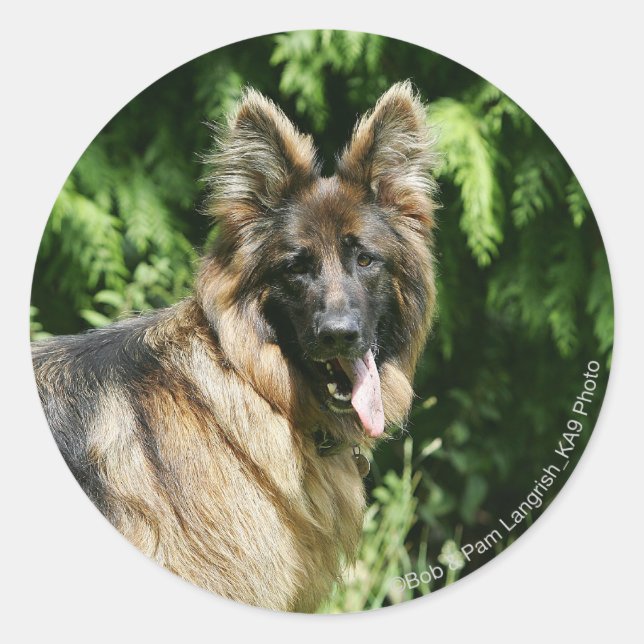 Sticker Rond Berger allemand Brown long haïred 1 (Devant)