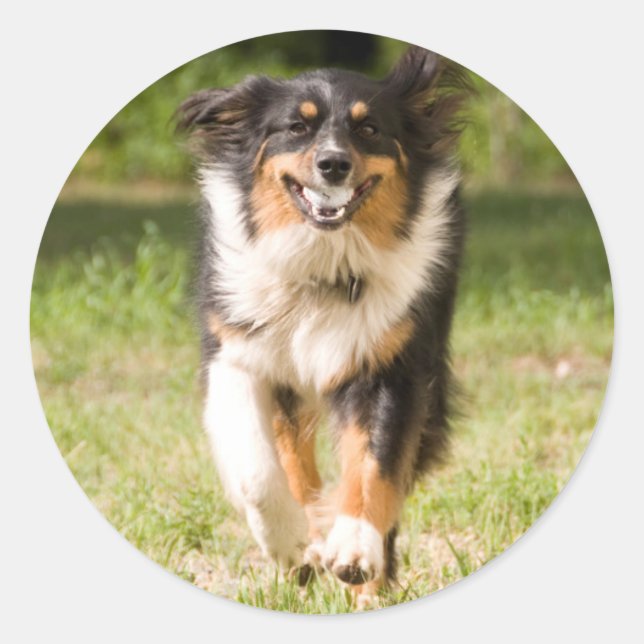 Sticker Rond Berger Australien Jouant Avec Balle (Devant)