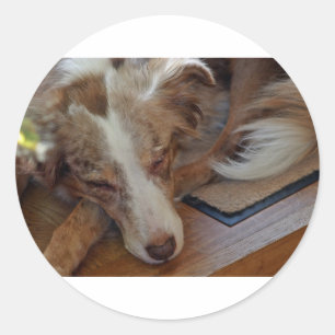 Sticker Rond berger australien rouge merle dormir
