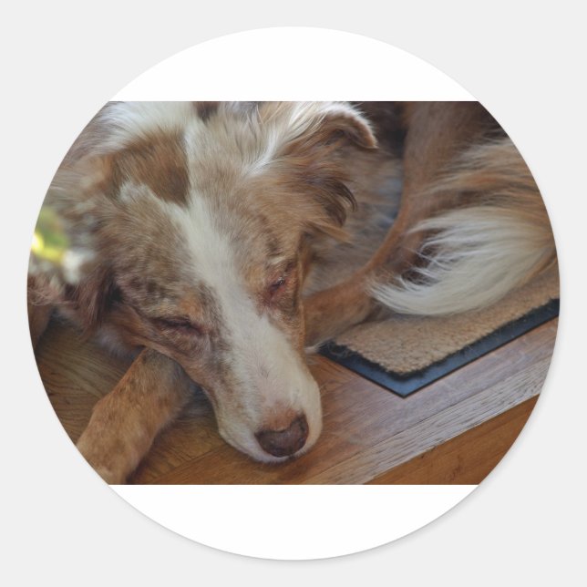 Sticker Rond berger australien rouge merle dormir (Devant)