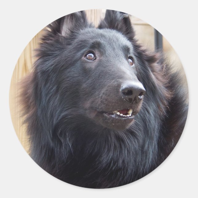 Sticker Rond Berger belge (Devant)