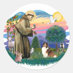 Sticker Rond Berger des Shetland (sable et blanc)