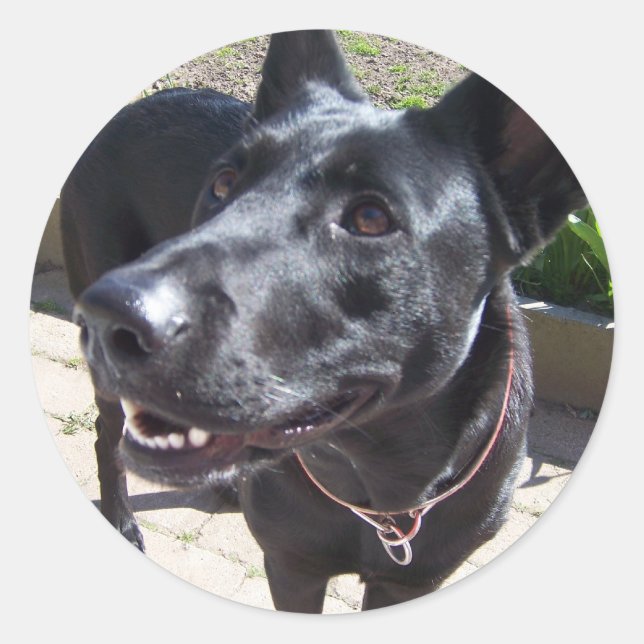 Sticker Rond Berger noir allemand laqué (Devant)