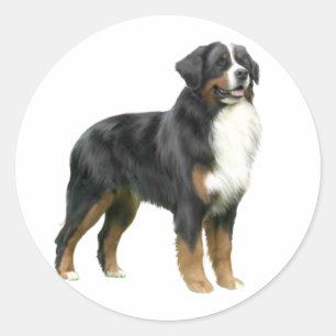 Sticker Rond Bernois debout