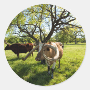 Sticker Rond Bétail magnifiques du Texas Longhorn