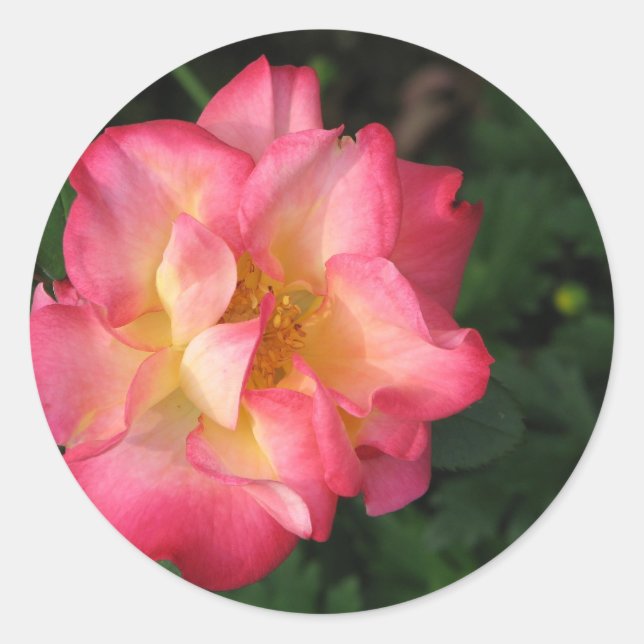 Sticker Rond Betty Boop - 24 mai 2009 139 (Devant)