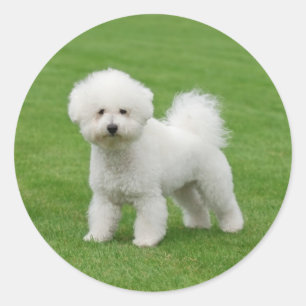 Sticker Rond Bichon Frise