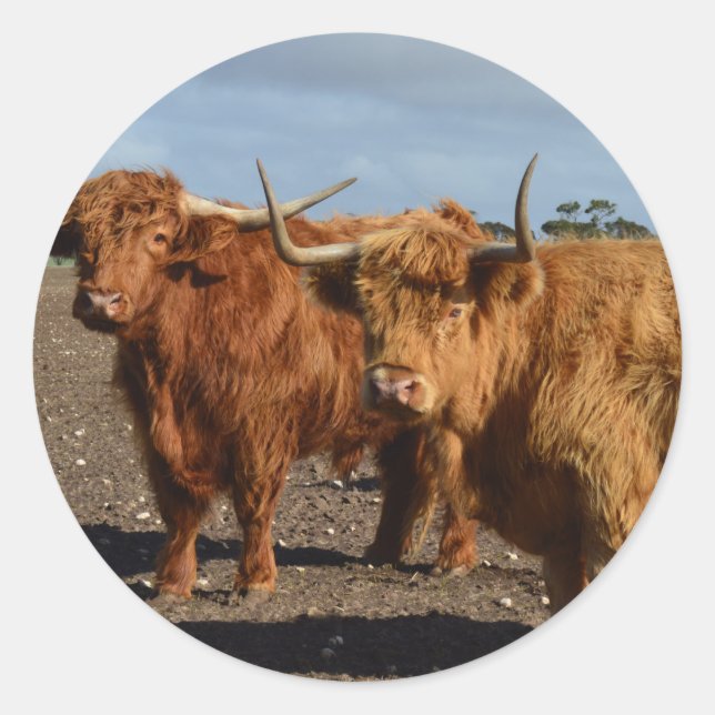 Sticker Rond Big Brown Highland Cows (Devant)