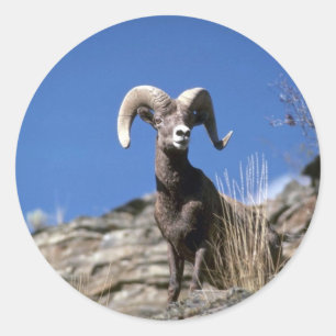 Sticker Rond Bighorn mouflon (Alerte Ram sur le visage de la fa