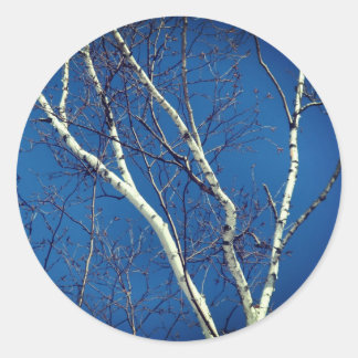Sticker Rond Birsier blanc Ciel bleu Nature