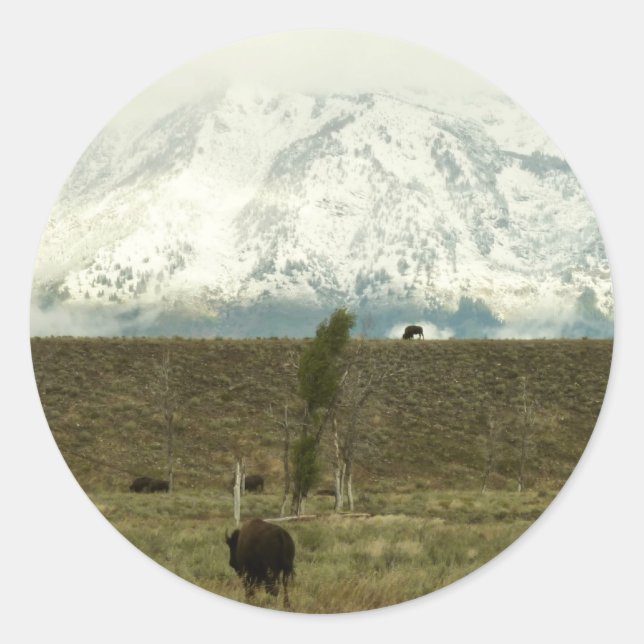 Sticker Rond Bison à Grand Teton National Park Photographie (Devant)