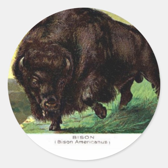 Sticker Rond Bison américain (Devant)