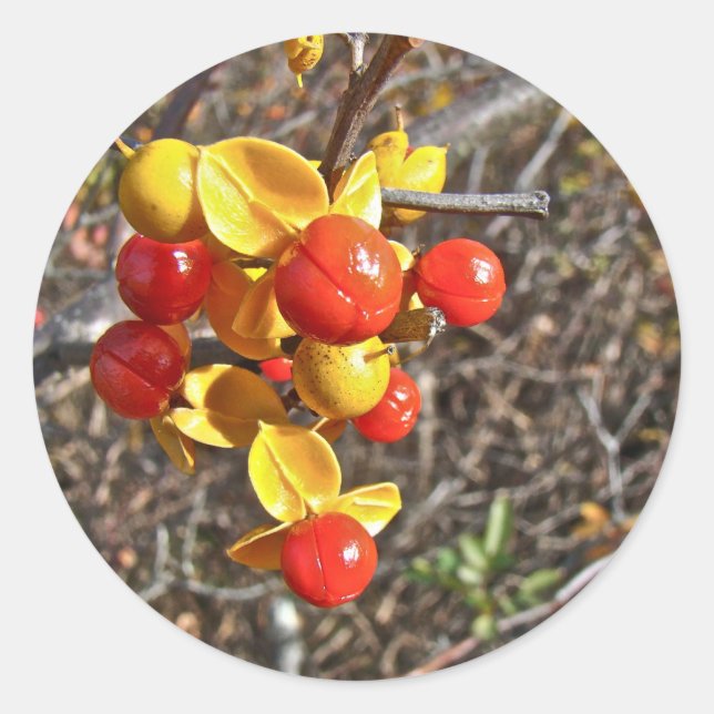 Sticker Rond Bitsweet Vine Berries Produits (Devant)