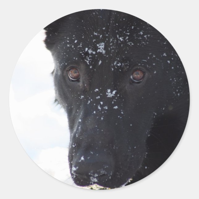 Sticker Rond Black German Shepherd (Devant)