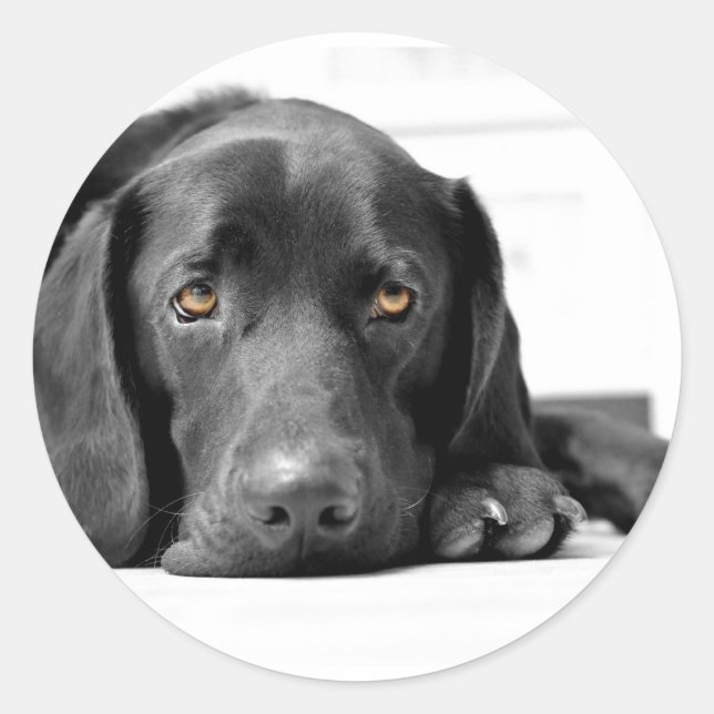 Sticker Rond Black Labrador (Devant)