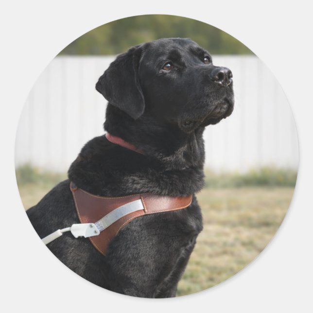 Sticker Rond Black Labrador Guide Dog Graduation Envelope Seal (Devant)