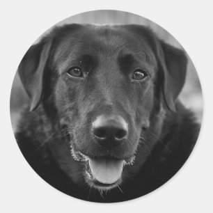 Sticker Rond Black Labrador Photo Pet Dog