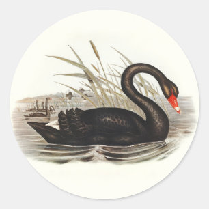 Sticker Rond Black Swan Vintage