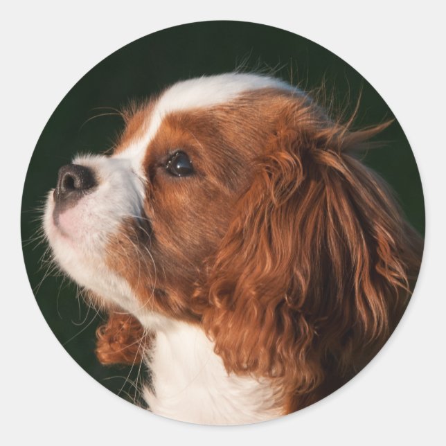 Sticker Rond Blenheim Cavalier King Charles Spaniel Chien Chien (Devant)