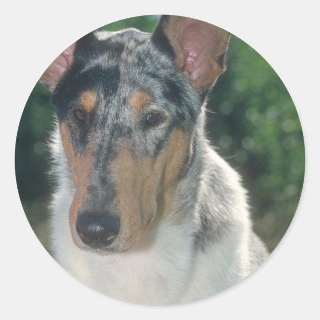 Sticker Rond Bleu Merle Collie Manteau lisse (Devant)