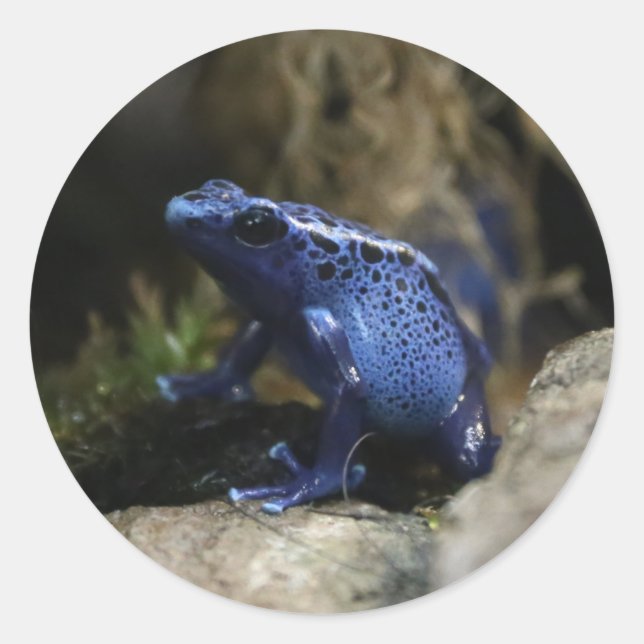 Sticker Rond Bleu Poison Arrow Grenouille Tarot Card Deck (Devant)
